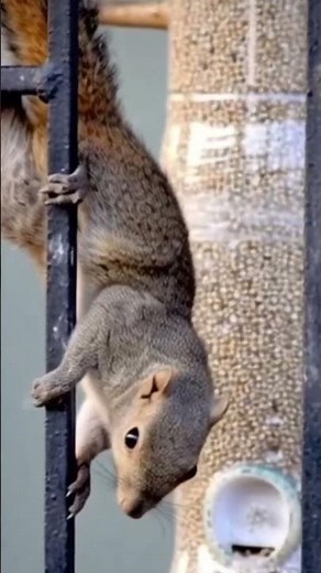 Zoom‑zoom! This fur‑ball is stealing the spotlight.