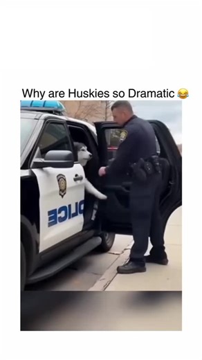 MeMo on Instagram: "The most dramatic husky performances ever recorded — where normal situations become full-blown theatrical productions worthy of Tony Awards. One second there's a simple request like getting in the car or taking a bath, the next there's a husky delivering Oscar-worthy meltdowns complete with sound effects that question reality itself. The operatic screaming, the full-body protests, the translations that sound disturbingly human — every reaction proves huskies don't do anything