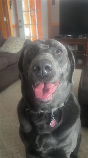 Adorable Lab Puppy Moments
