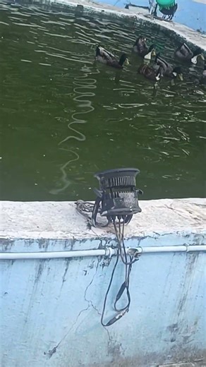 White Domestic Geese (Anser anser domesticus) #nature #love