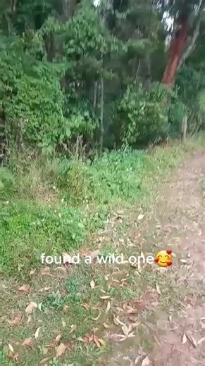 wild koalas #savethekoala #fourpaws #animalwelfare #animalwelfareleague #koalachallenge #koala #fyp #koalaprotection #koalaawareness