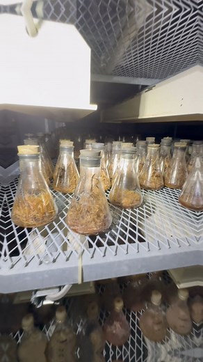 813K views · 4.8K reactions | Corona-Virus Ursprung ? 裂 #coronavirus #corona #lostplacefotografie #lostplacesdeutschland #lostplaces #lostplace #urbexgermany #urbex #japan #labor #abenteuer #unglaublich #FD #nrw #deutschland #deutsch #fblifestyle | Losthistorie | Facebook