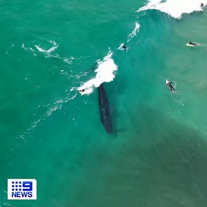 Surf's up! It wasn't just boardriders taking advantage of pristine conditions on the New South Wales north coast. 🐋 Watch the full video: http://9Soci.al/diWy30rcUJ9 #9News | Nightly at 6.00pm | 9 News