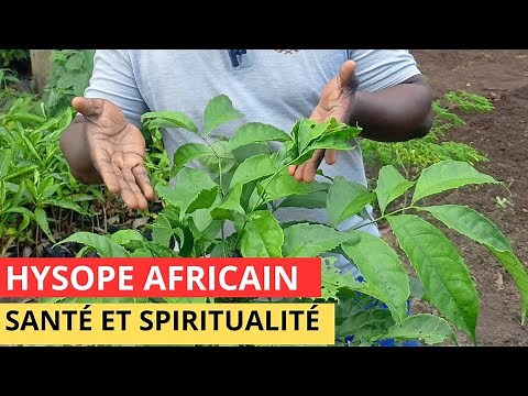 Hysope Africain : La Plante Sacrée qui Purifie le Corps et l’Âme