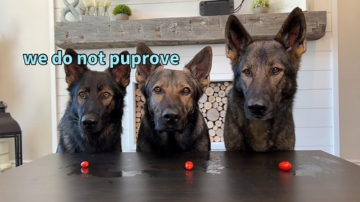 855K views · 10K reactions | My 3 German Shepherds Review Food (Pt 5)  How cute are those mini burger treatos at the end!? #ASMR #dog #germanshepherd | Jade the Sable GSD | Facebook