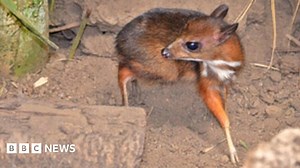 Spain: Endangered hamster-sized deer born in zoo
