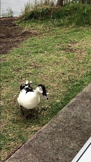 Unveiling Narrabeen Lakes: Sydney's Hidden Gem
