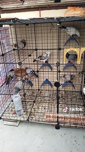 Mini Loft for Pigeons: A Beginner's Guide