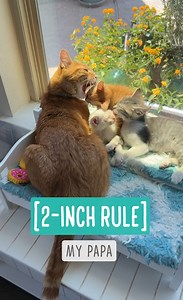 2-Inch Rule — My Papa From day one, GB mostly avoided Frosty. He prefers kittens who are less invasive. Frosty wants to be friends with everyone right away, and that didn’t work well with GB. He bonded with Puff first, especially during all the vet visits they shared. After that, he warmed up to lil’ Nut. Meanwhile, Frosty just wanted affection from Papa. I helped her out by placing her in front of GB when he was in the mood to groom—he loves grooming others, and I knew he couldn’t resist a will