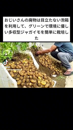 この老紳士は凄い☺️ スペースない家でも、これだけのジャガイモ🥔を収穫できる～😵 #ジャガイモ #発泡スチロール #土 #大量 #収穫 #凄い
