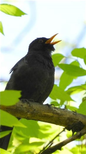 Common Blackbird Singing 🌳 Real Bird Sounds & Nature Sounds | Spring Awakening 2026