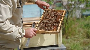 Beekeeper turning frame in his hands to check it better. Honey frame covered with bee colony. Bee farmer checking bees on sunny day.