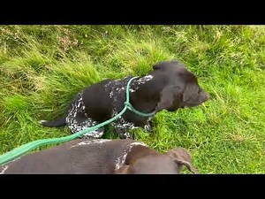 Early encounters with game with young GSP