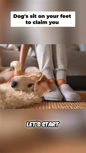 Dog's Secret Language Sitting on Your Feet