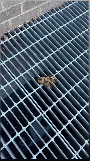 We’re sad to share that Stormy, our rescued ball python, has passed away. She was found in a storm drain just a block from our shop and quickly became a calm, quiet presence here. Many of you stopped to say hello, asked questions, or simply admired her from afar. Thank you for being gentle and kind with her — she had a peaceful life with us, and we’re grateful we could give her that. The shop doesn’t feel the same without her. #ballpython #rescuedsnake | Farm N’ Sea Pets