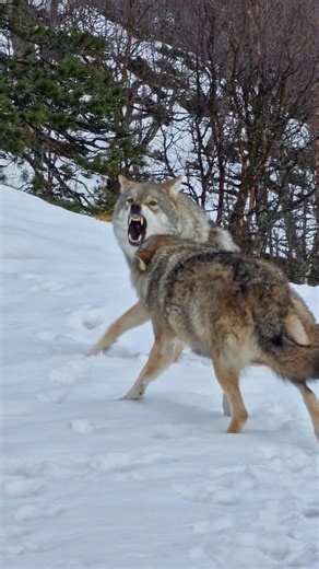 Marit og Brage i kjent stil 😂 Kanskje Brage er sur for at Marit ikke hadde rett tone i den flotte sangen? 😂🐺 Brage and Marit has a little discussion, maybe Marit did not hit the right tone? 😂🐺 #wolf #wolves #howling #polarpark #norway | POLAR PARK Arctic Wildlife Centre