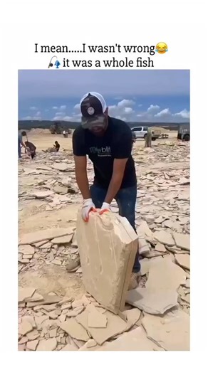 Trending hub !!! on Instagram: "𝙁𝙊𝙇𝙇𝙊𝙒 𝙁𝙊𝙍 𝙁𝙊𝙇𝙇𝙊𝙒 𝘽𝘼𝘾𝙆 🙌 The post humorously shares a reposted video of a man splitting a limestone slab in Wyoming’s desert to reveal a perfectly preserved Eocene-era fish fossil, captioning it as vindication for a prior joke about spotting a “fish” in rock. - This fossil originates from the Green River Formation, a 50-million-year-old Lagerstätte site where rapid burial in ancient lakes preserved thousands of specimens, enabling peer-reviewed