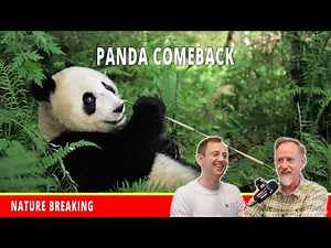 Why Giant Pandas Are a Conservation Success Story
