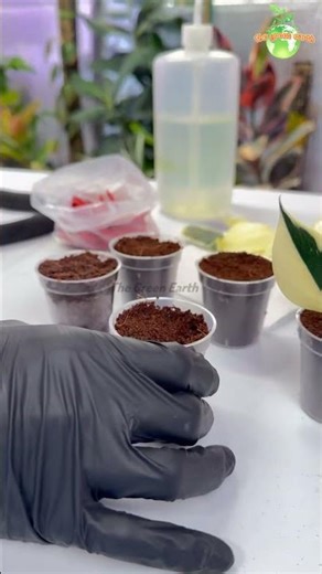 Let’s Propagate Hoya Plant - Hoya Polyneura Variegated #hoya #thegreenearth #plants