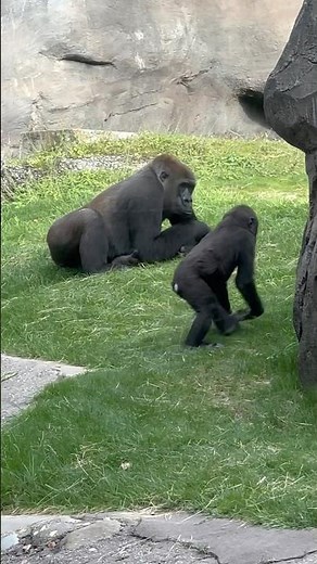 Gorilla & BABY GORILLA🥹🦍 at Disney’s Animal Kingdom! #disney #animalkingdom #gorilla #babyanimal