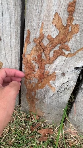 Termite Infestation: Eating Fence Reveals Extensive Tunneling