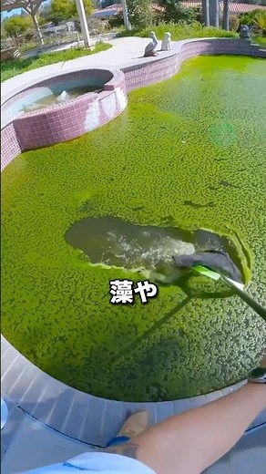 How to clean a dirty swimming pool without draining it