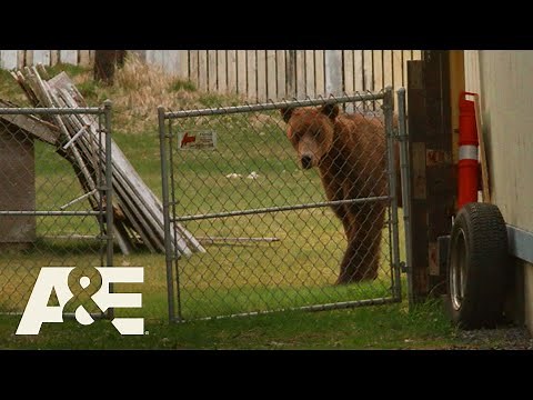 Alaska PD: Bear Removed by Kodiak Police (Season 1) | A&E