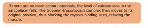 Sliding Filament Theory