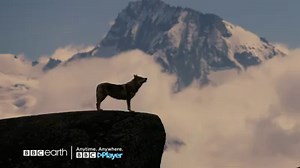 Exiled from her clan, a young she-wolf and her cubs must brave harsh conditions to survive in the Alps. Watch The Sanctuary: Survival Stories of The Alps now on BBC Player: https://bit.ly/2OJlb9A #BBCPlayer #BBCEarth #TheSanctuary #SurvivalStoriesofTheAlps | BBC Player