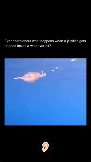Ever Heard About on Instagram: "When a rotating current forms, it creates a low-pressure center that pulls everything into a circular motion. Jellyfish are made of more than 95% water and have no rigid structure, so they don’t fight the flow. Instead, the vortex takes control. The jellyfish starts spinning, stretching, and reshaping as it follows the rotating water. It’s not a reaction. It’s not a defense. It’s pure fluid dynamics in action. Water moves, physics takes over, and the jellyfish sim