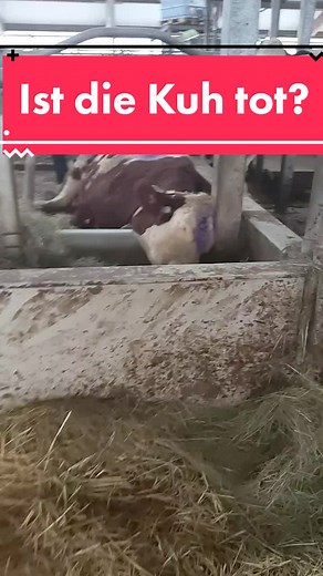 #NetfliXmas #froheminachten #landwirtschaft #viral #foryoupage #landwirt #milchbauer #totekuh #kuh #entspannung