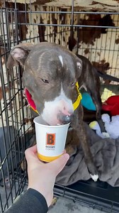 4.1K views · 105 reactions | ☕ Pup Cup Break! ☕ Each week, we take...
