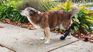 INTRODUCING . . . Our NEW Walkin' Fit Adjustable Splint!!! This splint for pets helps to brace injuries to the lower rear and/or front legs. The Walkin’ Fit Splint provides complete lower leg stability with customized fit and support, allowing for multi-patient use. Splint helps stabilize joints for arthritis or injuries and helps promote healing during physical therapy and recovery. Designed for Professional Use Only. For more info: www.walkinpets.com/walkin-fit-adjustable-splint/ | Walkin' Pet
