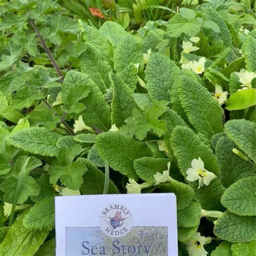 The Brambly Hedge Trail opens today! Located at Abbotsbury Swannery in Dorset, England, the Trail will be open to visitors through spring, summer and autumn. The Trail is based around Sea Story, a tale of the mice sailing down to the coast to restock their salt supplies. Journey through the Dorset countryside alongside the stream with your Brambly Hedge Activity Book collecting stamps and clues as you go. More details here https://bit.ly/49CgPsg | Brambly Hedge Official