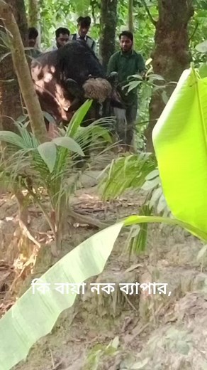 Guiding a Buffalo Through Rustic Landscapes