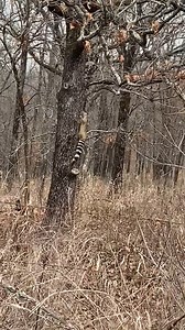 Ringtails are typically associated with rough, rocky terrain and their historical range covers most of Oklahoma. But this adult male was unexpectedly discovered in a Muskogee County garage and later released by an ODWC biologist at Cherokee WMA. These unique mammals are native to the state and are most closely related to raccoons. While their preferred diet includes small rodents, they also will eat insects, birds, reptiles and amphibians, and even fruits. | Oklahoma Department of Wildlife Conse