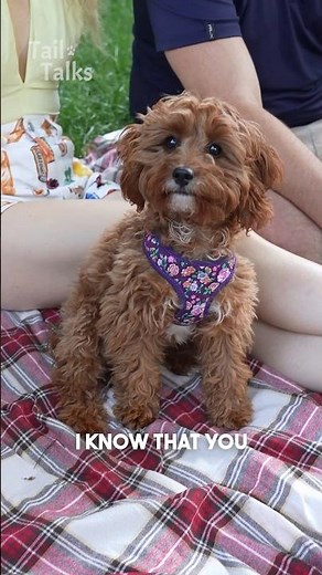 Get to know Ruby, a 6-month-old Cavapoo #dog #cavapoo #poodle #dogs #doglover #streetinterview