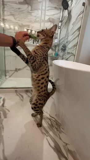 Savannah cats on TikTok