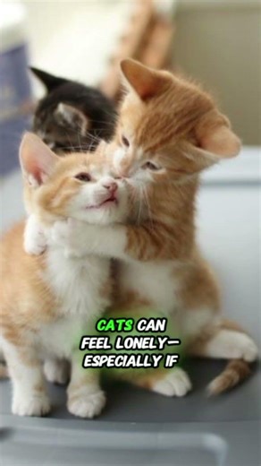 Do Cats Miss You When You Leave
