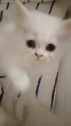 4 White Persian Kittens Cuddling with Their Owner – Pure Bliss!