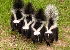 Professional Skunk Removal Services Near You