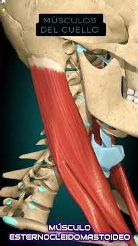Músculo Esternocleidomastoideo #anatomiahumana #anatomiafacil #medstudent #anatomy #medicinahumana