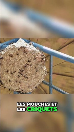 Guêpes: Ces incroyables chasseurs qui contrôlent les insectes ! #guêpes #insectes #nature #écologie