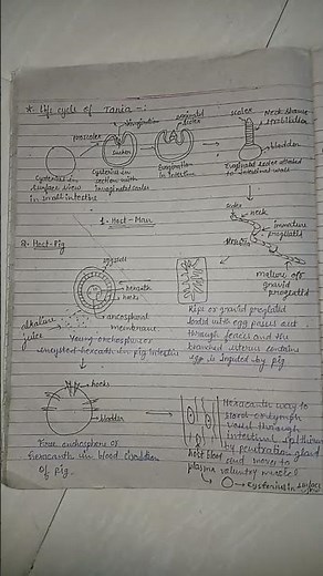 life cycle of taenia