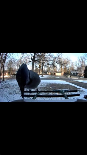 I love when the blue jay comes to visit #birds #birdtok #bird #bluejay