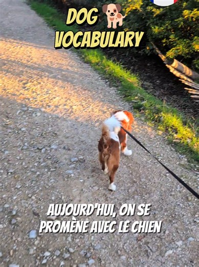 Learn French Vocabulary for Taking Your Dog Out