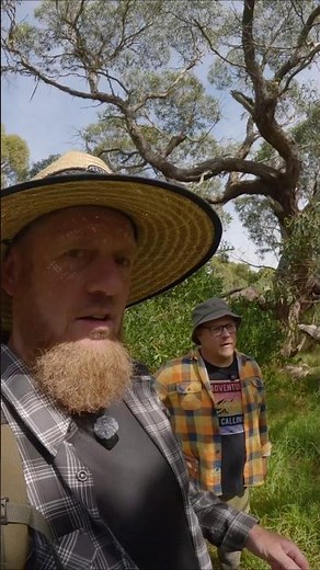 EUCALYPTUS: MORE IMPORTANT THAN YOU THINK!