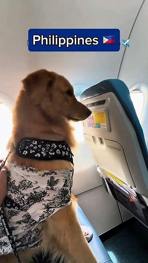 which AIRPORT is the best DOGS handler? 🐶