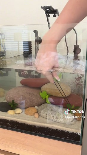 Creating the Perfect Betta Tank Setup