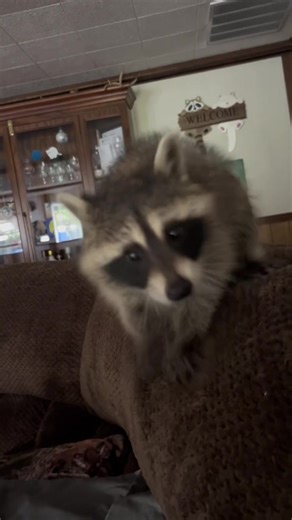 Do Raccoons Chase Their Tails? Fun Facts about Raccoon Behavior
